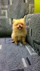 Ch Lines Pom - Pomeranian Dog