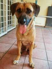 *happy* - Mixed Breed Dog