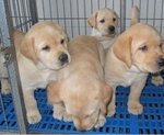 Cream Labrador Retriever With Mka - Labrador Retriever Dog