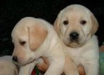 Cream Labrador Retriever With Mka - Labrador Retriever Dog