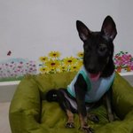 Chi Wa Wa Mix ( Black, Female ) - Chihuahua Mix Dog