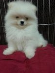 White Pomeranian - Pomeranian Dog