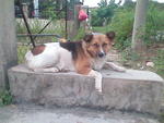 His mum(cross breed of Icelandic sheepdog),long hair with short tail