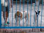 His sister(white with brown spot, short hair & short tail), bigger than normal mongrel