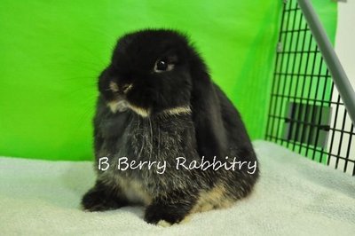 Holland Lop - Black Otter 2 - Holland Lop Rabbit