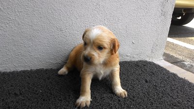 Cuttie Puppy - Mixed Breed Dog