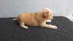 Cuttie Puppy - Mixed Breed Dog