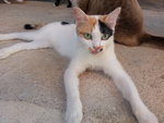 Muezza - Domestic Short Hair Cat