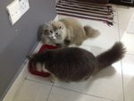 Nunez - American Curl + Persian Cat