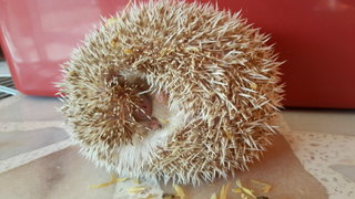 Hedgehog/ Landak Mini - Hedgehog Small & Furry