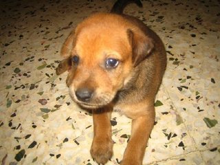 Surya - Mixed Breed Dog