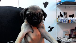 Pug Puppy - Pug Dog