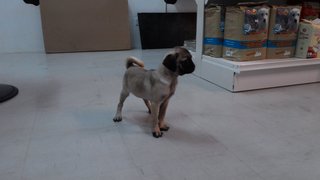 Pug Puppy - Pug Dog