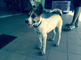 Betty - Jack Russell Terrier Mix Dog