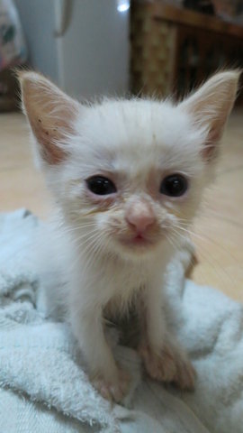 Rabbit - Domestic Medium Hair Cat