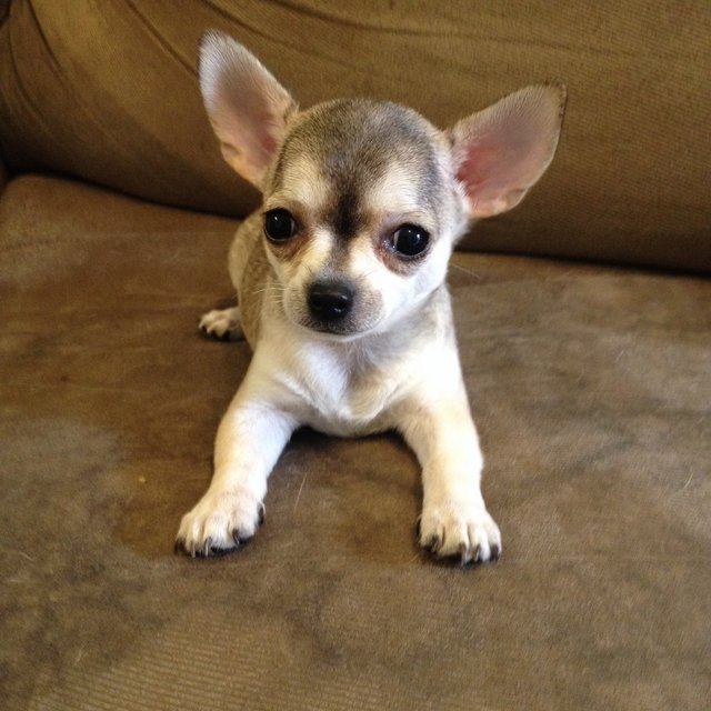 Chihuahua Puppy Sold 5 Years, Female Chihuahua For Sale