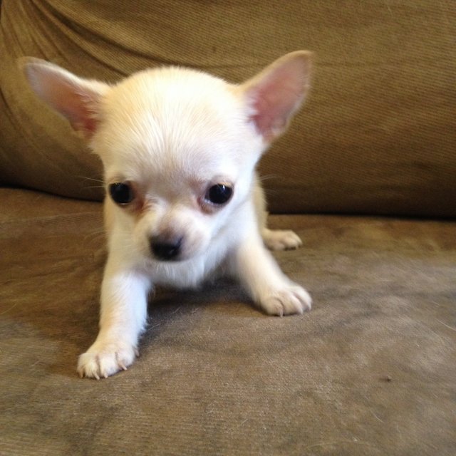 Chihuahua Puppy Sold - 10 Years 2 Months, Cute Male Chihuahua For Sale ...