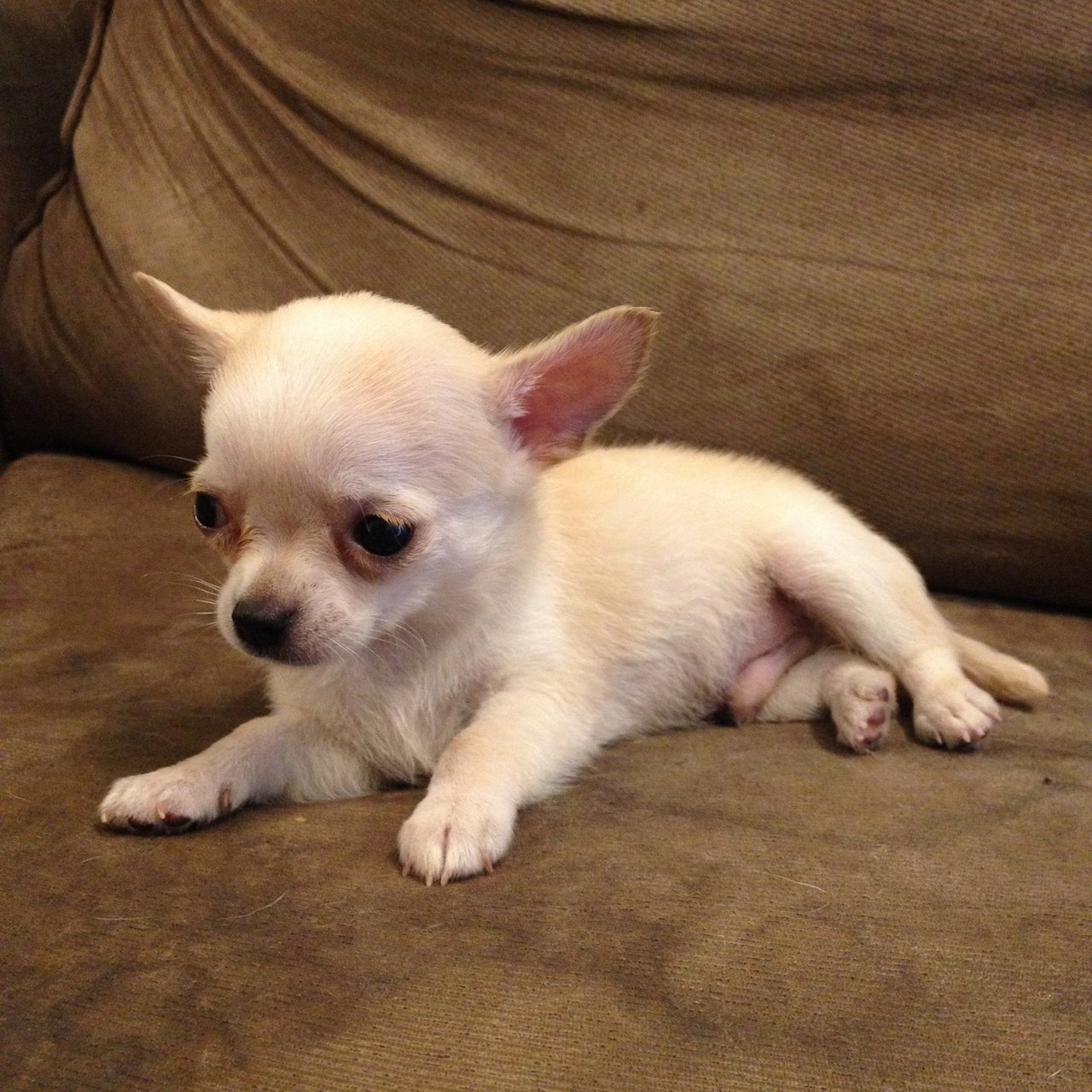 Chihuahua Puppy Sold - 6 Years 8 Months, Cute Male Chihuahua For Sale