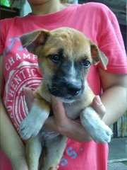 Basenji Mixed - Basenji Mix Dog