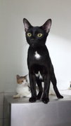 Salem (Pls Read Description) - Domestic Short Hair + Bombay Cat