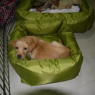 3 Siblings (Female-retriever Pups) - Retriever Mix Dog