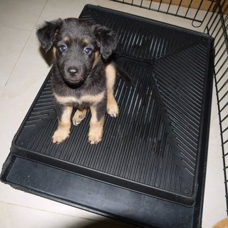 3 Siblings (Female-retriever Pups) - Retriever Mix Dog