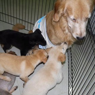 3 Siblings (Female-retriever Pups) - Retriever Mix Dog