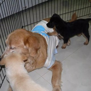 3 Siblings (Female-retriever Pups) - Retriever Mix Dog