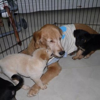 3 Siblings (Female-retriever Pups) - Retriever Mix Dog