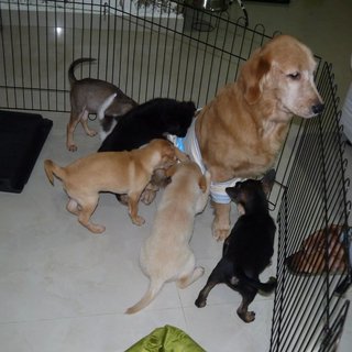 3 Siblings (Female-retriever Pups) - Retriever Mix Dog