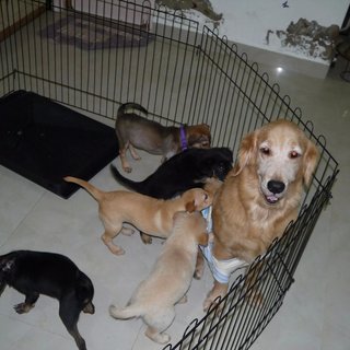 3 Siblings (Female-retriever Pups) - Retriever Mix Dog