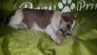 Billion (Female-6 Weeks Old) - Mixed Breed Dog