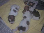 Mojo, Snoopy And Ginger - Jack Russell Terrier Dog