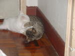 Tabby Webby, Muffin &amp; Snow White - Domestic Short Hair Cat