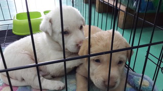 2 Siblings (Male-retriever Pups) - Retriever Mix Dog