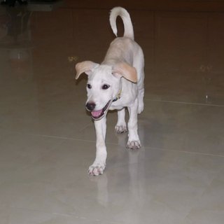 Latte (Toilet Trained ) For Indoor - Labrador Retriever Mix Dog