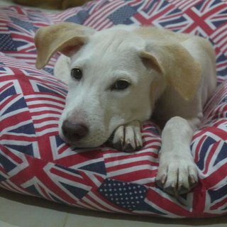 Latte (Toilet Trained ) For Indoor - Labrador Retriever Mix Dog