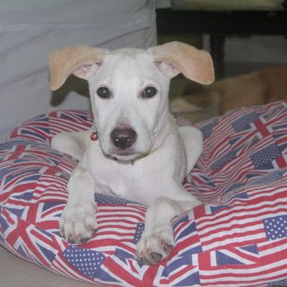 Latte (Toilet Trained ) For Indoor - Labrador Retriever Mix Dog