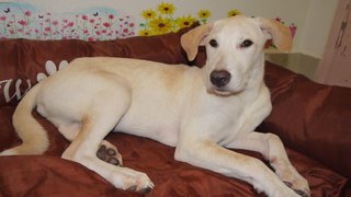 Latte (Toilet Trained ) For Indoor - Labrador Retriever Mix Dog