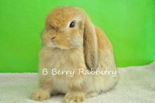 Holland Lop - Orange 219 - Holland Lop Rabbit