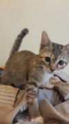 Little Zenna - Tabby + Domestic Medium Hair Cat