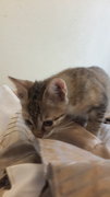 Little Zenna - Tabby + Domestic Medium Hair Cat