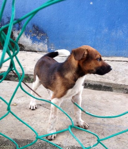 Bosko - Mixed Breed Dog