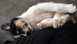 Mabel Lynn - Mixed Breed Dog