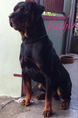 Rottweiler Puppies - Rottweiler Dog