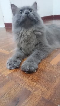 Gary - Persian + Maine Coon Cat