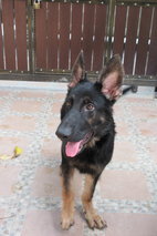 Ceaser &amp; Bruce Pure German Shepherd - German Shepherd Dog Dog