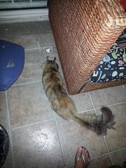 Can Some-one Please Help Me - Domestic Medium Hair Cat