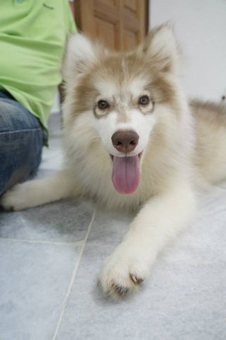 Super Super Large Siberian Husky - Siberian Husky Dog