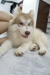 Super Super Large Siberian Husky - Siberian Husky Dog